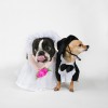 cani al matrimonio