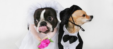 cani al matrimonio